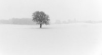 409 - WHITE COAT - LOGEAIS DOMINIQUE - france <div